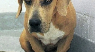 Pół miliona na bezdomne zwierzęta