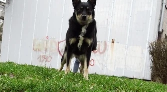 Wraca problem psich odchodów