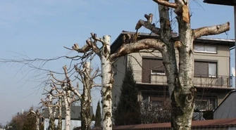 Ludzie, nie niszczcie drzew!