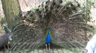 "Może lepiej puścić pawia"