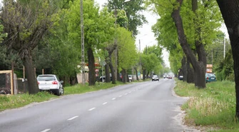 Czy przydrożne drzewa zabijają kierowców?