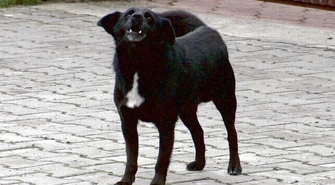 Zaadoptuj psa, dostaniesz 800 zł!