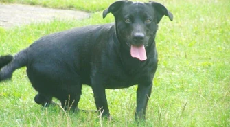 Nie zamykaj psa w samochodzie! 