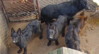 Ruszył proces hodowcy owczarków