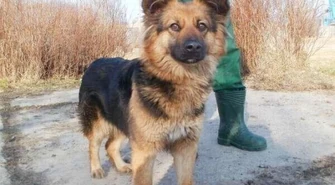 Gmina Sulejów zachęca do adopcji 