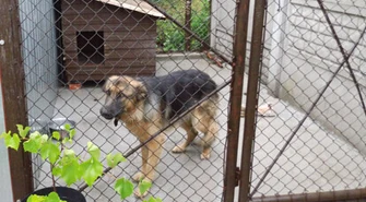 Kazali mu zdemontować kojec i budę dla psa 