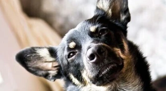 247 spraw znęcania się nad zwierzętami 