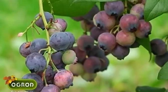 Ogród bez tajemnic: Jak pielęgnować krzewy borówki?