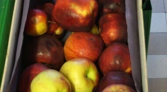 Sadownicy chcą pomocy finansowej 