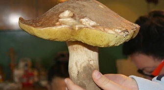 Dzieci nie powinny jeść grzybów!