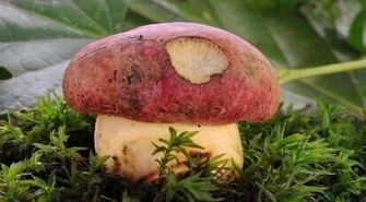 5000 zł grzywny za grzyba? 