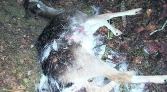 Kłusownicy plagą piotrkowskich lasów