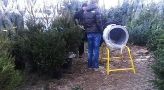 Po choinkę do lasu? Uważaj!