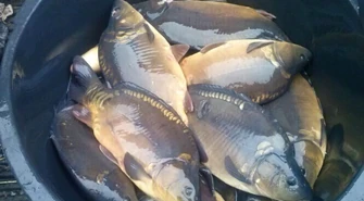 Dziś rusza akcja &#8222;Karp&#8221;