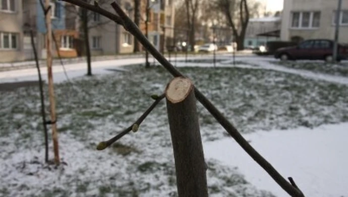 Komu nie podobały się drzewka?