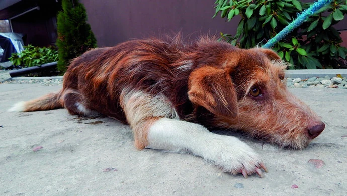 Znajdź przyjaciela na całe życie!