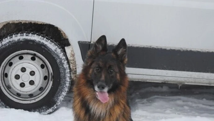 Urząd Miasta dał 5 tysięcy zł na psa