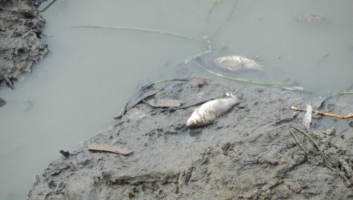 Ryby pływają w kałuży. Wędkarze interweniują