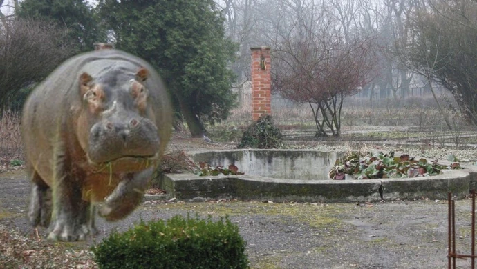 W Piotrkowie zamieszka hipopotam. Miasto utworzy ogród zoologiczny 