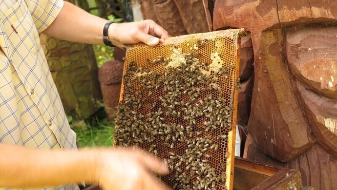 Nie ma lipy? To będzie!