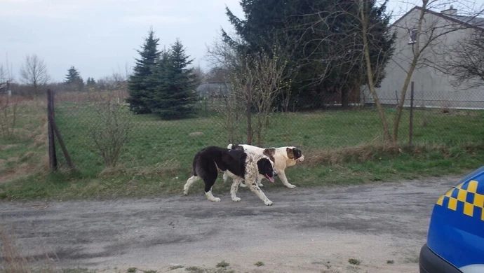 Po ulicy biegały agresywne psy. Wezwano strażników miejskich