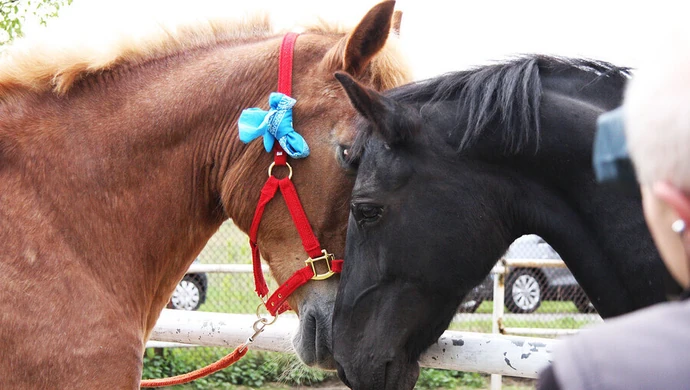 Zapłacili 2000 zł za życie Henryki