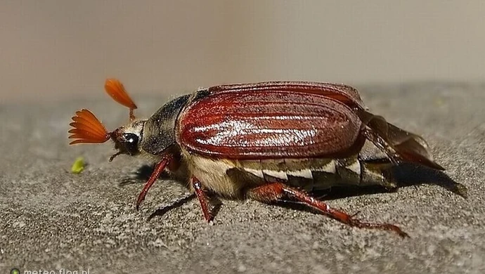 Uwaga! Będą opryskiwać lasy 