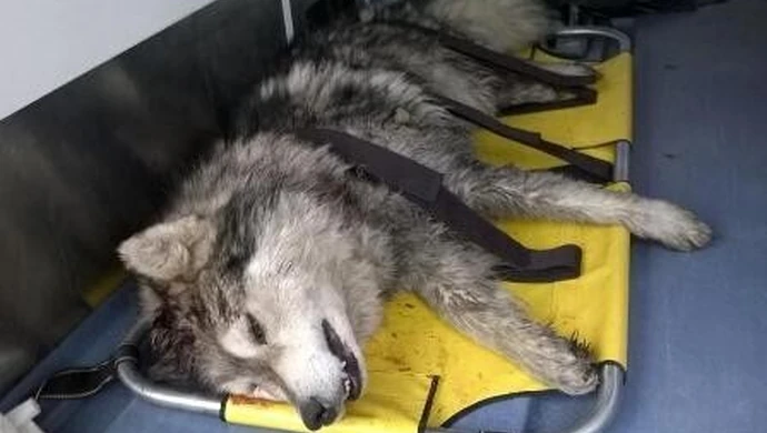 Dusił, a potem siekierą próbował zabić psa