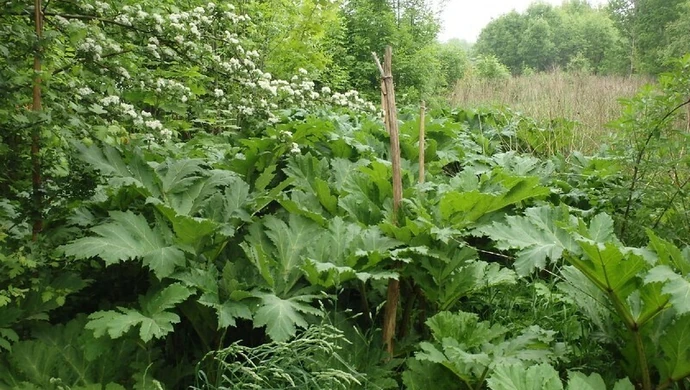 Straż Miejska ostrzega przed barszczem Sosnowskiego!