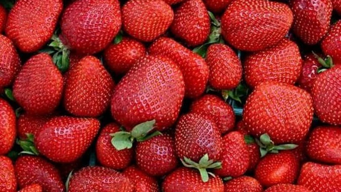 Łódzkie na EXPO. Pokazujemy jabłka i truskawki 