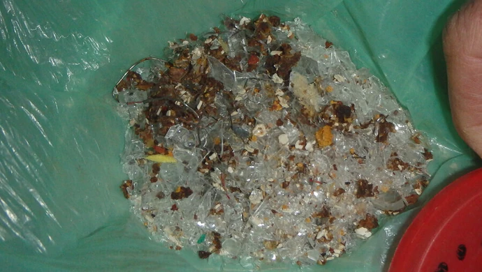 Karmi bezpańskie koty mieszanką metalu, szkła i trucizny