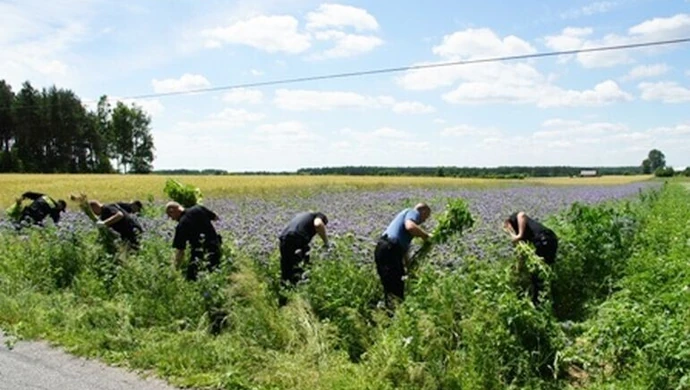Zlikwidowano jedną z największych plantacji marihuany w Polsce