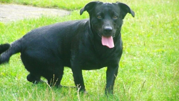 Do urzędu wejdziesz z psem 