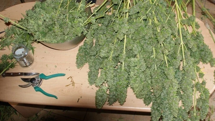 Zabezpieczyli narkotyki warte prawie 2 mln zł 