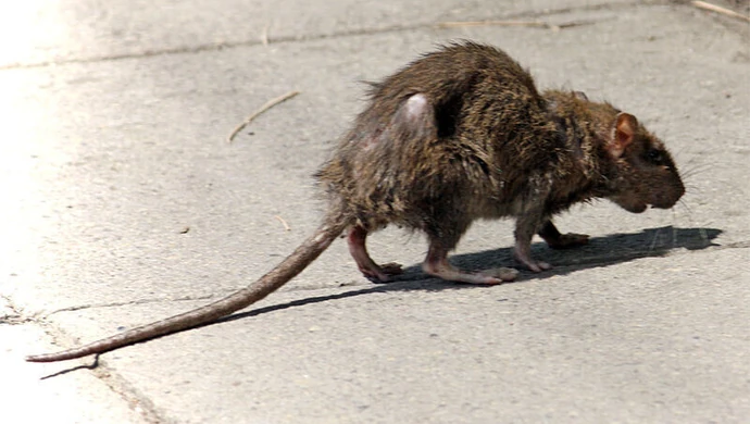 Czy w Piotrkowie mamy problem ze szczurami?