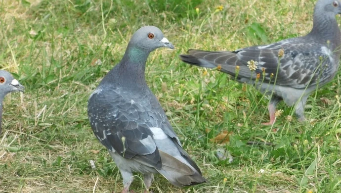 Niektórzy dokarmiają, inni przepędzają. Problem z gołębiami na osiedlu Słowackiego Północ 