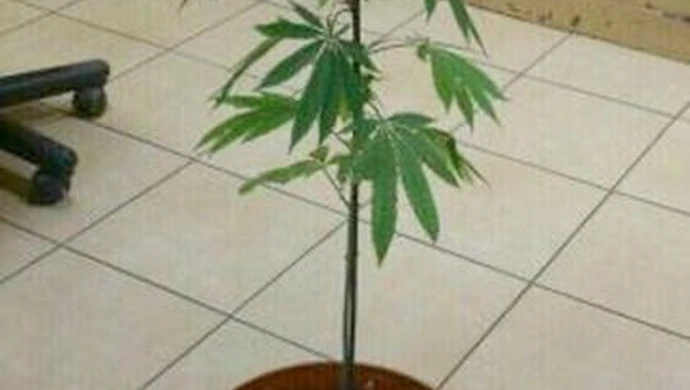 16-letnie ogrodniczki uprawiały konopie 