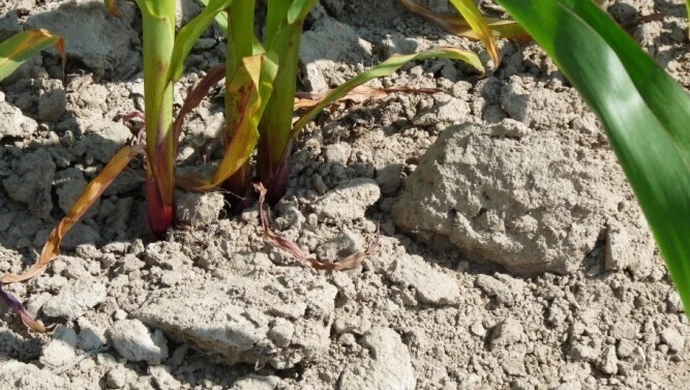 Powinni wprowadzić stan klęski żywiołowej? 