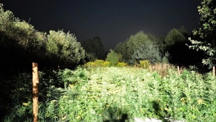 Kolejna plantacja zlikwidowana 