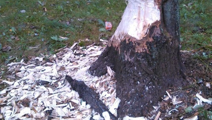 Bóbr czy człowiek?