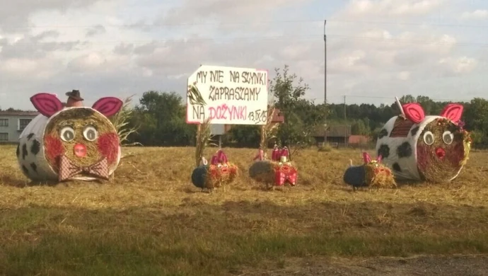 Kto połaszczył się na dożynkowe świnie? 