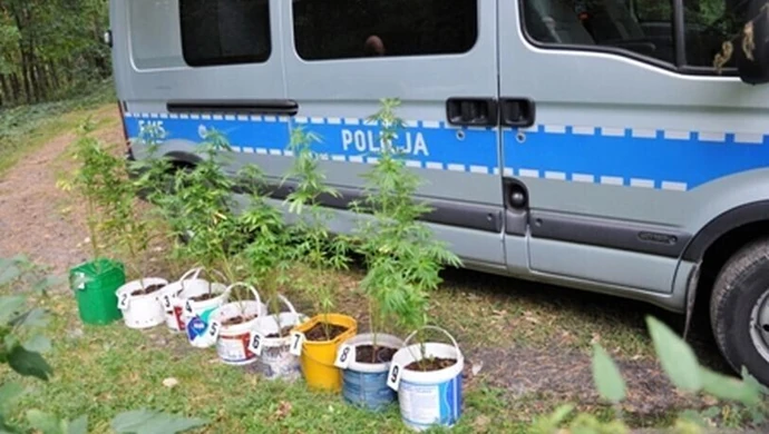 &#8222;Zakazane rośliny&#8221; w lesie przy ul. Wolborskiej  