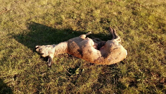 Martwe sarny na lądowisku szpitala (AKTUALIZACJA)