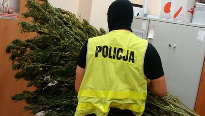 Zamiast bielizny na strychu suszył narkotyki 
