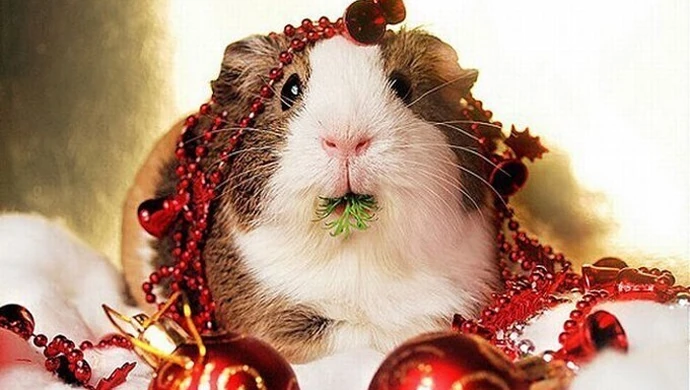 Jak to z tym prezentem jest?