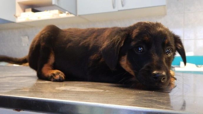 Adoptujesz psa, gmina ci dopłaci 