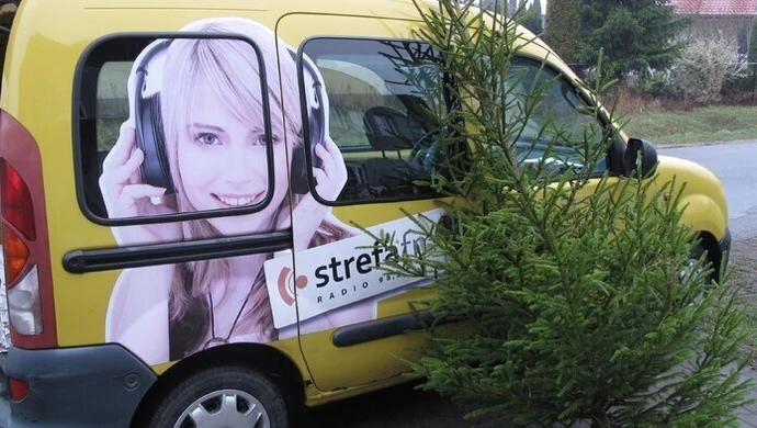 Jaka choinka na święta? 