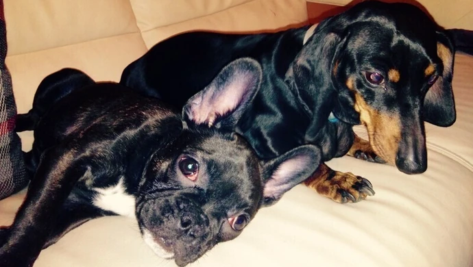 Chroń swojego czworonoga podczas sylwestrowej fety 