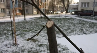 Komu nie podobały się drzewka?