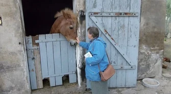 Schronisko wykupiło konia od bezdusznego właściciela
